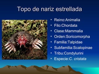 Topo de nariz estrellada
            •   Reino:Animalia
            •   Filo:Chordata
            •   Clase:Mammalia
            •   Orden:Soricomorpha
            •   Familia:Talpidae
            •   Subfamilia:Scalopinae
            •   Tribu:Condylurini
            •   Especie:C. cristata
 