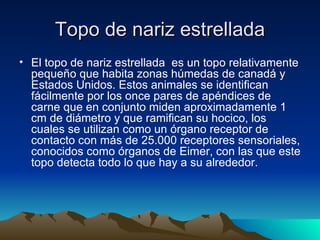 Topo de nariz estrellada
• El topo de nariz estrellada es un topo relativamente
  pequeño que habita zonas húmedas de canadá y
  Estados Unidos. Estos animales se identifican
  fácilmente por los once pares de apéndices de
  carne que en conjunto miden aproximadamente 1
  cm de diámetro y que ramifican su hocico, los
  cuales se utilizan como un órgano receptor de
  contacto con más de 25.000 receptores sensoriales,
  conocidos como órganos de Eimer, con las que este
  topo detecta todo lo que hay a su alrededor.
 