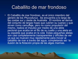 Caballito de mar frondoso
• El Caballito de mar frondoso es el único miembro del
  género de los Phycodurus . Se encuentra a lo largo de
  las costas sur y oeste de Australia . El nombre se deriva
  del conjunto de largas hojas que cubren su cuerpo y que
  sirven como camuflaje, pero no como propulsión del
  mismo, realiza el impulso por medio de una aleta
  pectoral que acaba en el filo de su cuello y una aleta en
  su espalda que acaba en la cola Estas pequeñas aletas
  son casi completamente transparentes y difíciles de ver
  ya que se mueven muy rápidamente para mover al
  caballito de mar a través del agua, completando así la
  ilusión de la flotación propia de las algas marinas.
 