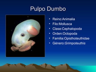 Pulpo Dumbo
     •   Reino:Animalia
     •   Filo:Mollusca
     •   Clase:Cephalopoda
     •   Orden:Octopoda
     •   Familia:Opisthoteuthidae
     •   Género:Grimpoteuthis
 