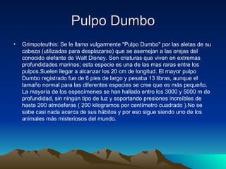 Pulpo Dumbo
•   Grimpoteuthis: Se le llama vulgarmente "Pulpo Dumbo" por las aletas de su
    cabeza (utilizadas para desplazarse) que se asemejan a las orejas del
    conocido elefante de Walt Disney. Son criaturas que viven en extremas
    profundidades marinas; esta especie es una de las mas raras entre los
    pulpos.Suelen llegar a alcanzar los 20 cm de longitud. El mayor pulpo
    Dumbo registrado fue de 6 pies de largo y pesaba 13 libras, aunque el
    tamaño normal para las diferentes especies se cree que es más pequeño.
    La mayoría de los especímenes se han hallado entro los 3000 y 5000 m de
    profundidad, sin ningún tipo de luz y soportando presiones increíbles de
    hasta 200 atmósferas ( 200 kilogramos por centímetro cuadrado ).No se
    sabe casi nada acerca de sus hábitos y por eso sigue siendo uno de los
    animales más misteriosos del mundo.
 