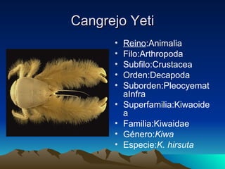 Cangrejo Yeti
      •   Reino:Animalia
      •   Filo:Arthropoda
      •   Subfilo:Crustacea
      •   Orden:Decapoda
      •   Suborden:Pleocyemat
          aInfra
      •   Superfamilia:Kiwaoide
          a
      •   Familia:Kiwaidae
      •   Género:Kiwa
      •   Especie:K. hirsuta
 