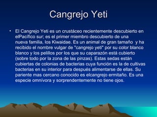 Cangrejo Yeti
• El Cangrejo Yeti es un crustáceo recientemente descubierto en
  elPacífico sur; es el primer miembro descubierto de una
  nueva familia, los Kiwaidae. Es un animal de gran tamaño y ha
  recibido el nombre vulgar de "cangrejo yeti" por su color blanco
  blanco y los pelillos por los que su caparazón está cubierto
  (sobre todo por la zona de las pinzas). Estas sedas están
  cubiertas de colonias de bacterias cuya función es la de cultivas
  bacterias en su interior para después alimentarse de ellas. Su
  pariente mas cercano conocido es elcangrejo ermitaño. Es una
  especie omnívora y sorprendentemente no tiene ojos.
 