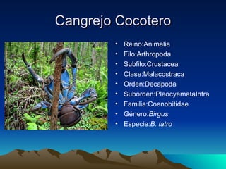Cangrejo Cocotero
        •   Reino:Animalia
        •   Filo:Arthropoda
        •   Subfilo:Crustacea
        •   Clase:Malacostraca
        •   Orden:Decapoda
        •   Suborden:PleocyemataInfra
        •   Familia:Coenobitidae
        •   Género:Birgus
        •   Especie:B. latro
 