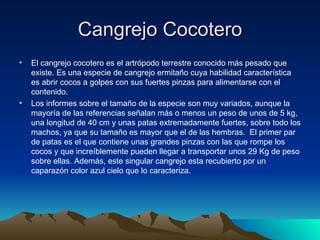 Cangrejo Cocotero
•   El cangrejo cocotero es el artrópodo terrestre conocido más pesado que
    existe. Es una especie de cangrejo ermitaño cuya habilidad característica
    es abrir cocos a golpes con sus fuertes pinzas para alimentarse con el
    contenido.
•   Los informes sobre el tamaño de la especie son muy variados, aunque la
    mayoría de las referencias señalan más o menos un peso de unos de 5 kg,
    una longitud de 40 cm y unas patas extremadamente fuertes, sobre todo los
    machos, ya que su tamaño es mayor que el de las hembras. El primer par
    de patas es el que contiene unas grandes pinzas con las que rompe los
    cocos y que increíblemente pueden llegar a transportar unos 29 Kg de peso
    sobre ellas. Además, este singular cangrejo esta recubierto por un
    caparazón color azul cielo que lo caracteriza.
 