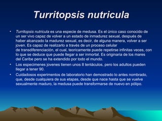 Turritopsis nutricula
•   Turritopsis nutricula es una especie de medusa. Es el único caso conocido de
    un ser vivo capaz de volver a un estado de inmadurez sexual, después de
    haber alcanzado la madurez sexual, es decir, de alguna manera, volver a ser
    joven. Es capaz de realizarlo a través de un proceso celular
    de transdiferenciación, el cual, teoricamente puede repetirse infinitas veces, con
    lo que se deduce que puede llegar a ser inmortal. Es originaria de los mares
    del Caribe pero se ha extendido por todo el mundo.
•   Los especimenes jovenes tienen unos 8 tentáculos, pero los adultos pueden
    llegar a tener 90.
•   Cuidadosos experimentos de laboratorio han demostrado lo antes nombrado,
    que, desde cualquiera de sus etapas, desde que nace hasta que se vuelve
    sexualmente maduro, la medusa puede transformarse de nuevo en pólipo.
 