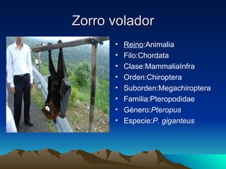Zorro volador
      •   Reino:Animalia
      •   Filo:Chordata
      •   Clase:MammaliaInfra
      •   Orden:Chiroptera
      •   Suborden:Megachiroptera
      •   Familia:Pteropodidae
      •   Género:Pteropus
      •   Especie:P. giganteus
 