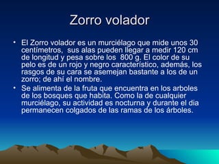Zorro volador
• El Zorro volador es un murciélago que mide unos 30
  centímetros, sus alas pueden llegar a medir 120 cm
  de longitud y pesa sobre los 800 g. El color de su
  pelo es de un rojo y negro característico, además, los
  rasgos de su cara se asemejan bastante a los de un
  zorro; de ahí el nombre.
• Se alimenta de la fruta que encuentra en los arboles
  de los bosques que habita. Como la de cualquier
  murciélago, su actividad es nocturna y durante el dia
  permanecen colgados de las ramas de los árboles.
 