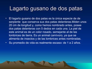 Lagarto gusano de dos patas
• El lagarto gusano de dos patas es la única especie de de
  serpiente que conserva sus dos patas delanteras.Miden unos
  20 cm de longitud y, como hemos nombrado antes, posee
  dos patas delanteras con 5 dedos en cada una. La piel de
  este animal es de un color rosado, semejante al de las
  lombrices de tierra. Es un animal carnívoro, ya que se
  alimenta de insectos y de las lombrices antes nombradas.
• Su promedio de vida es realmente escaso: de 1 a 2 años.
 