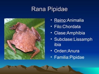 Rana Pipidae
      • Reino:Animalia
      • Filo:Chordata
      • Clase:Amphibia
      • Subclase:Lissamph
        ibia
      • Orden:Anura
      • Familia:Pipidae
 
