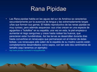 Rana Pipidae
•   Las Rana pipidae habita en las aguas del sur de América se caracteriza
    secundariamente por la ausencia de lengua y las extremadamente largas
    uñas que forman sus garras. El hábito reproductivo de las ranas pipidae es
    muy curioso, pero además asqueroso: sus crías crecen en una especie de
    agujeritos o "bolsillos" en su espalda, una vez en esta, la piel empieza a
    aumentar el riego sanguíneo y crece hasta rodear los huevos, que
    parecieran estar hundiéndose. Así las larvas se desarrollan durante días
    hasta convertirse en renacuajos que permanecen en el interior de éstas
    bolsas. Los renacuajos sólo salen de la espalda de su madre cuando están
    completamente desarrollados como sapos, con tan solo dos centímetros de
    tamaño (aquí tenemos un ejemplo):
•   http://www.youtube.com/watch?v=aCayq56wHSA
 