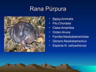 Rana Púrpura
      •   Reino:Animalia
      •   Filo:Chordata
      •   Clase:Amphibia
      •   Orden:Anura
      •   Familia:Nasikabatrachidae
      •   Género:Nasikabatrachus
      •   Especie:N. sahyadrensis
 