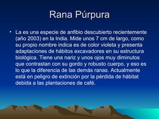 Rana Púrpura
• La es una especie de anfibio descubierto recientemente
  (año 2003) en la India. Mide unos 7 cm de largo, como
  su propio nombre indica es de color violeta y presenta
  adaptaciones de hábitos excavadores en su estructura
  biológica. Tiene una nariz y unos ojos muy diminutos
  que contrastan con su gordo y robusto cuerpo, y eso es
  lo que la diferencia de las demás ranas. Actualmente
  está en peligro de extinción por la pérdida de hábitat
  debida a las plantaciones de café.
 