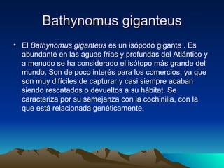 Bathynomus giganteus
• El Bathynomus giganteus es un isópodo gigante . Es
  abundante en las aguas frías y profundas del Atlántico y
  a menudo se ha considerado el isótopo más grande del
  mundo. Son de poco interés para los comercios, ya que
  son muy difíciles de capturar y casi siempre acaban
  siendo rescatados o devueltos a su hábitat. Se
  caracteriza por su semejanza con la cochinilla, con la
  que está relacionada genéticamente.
 