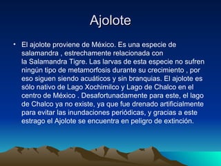 Ajolote
• El ajolote proviene de México. Es una especie de
  salamandra , estrechamente relacionada con
  la Salamandra Tigre. Las larvas de esta especie no sufren
  ningún tipo de metamorfosis durante su crecimiento , por
  eso siguen siendo acuáticos y sin branquias. El ajolote es
  sólo nativo de Lago Xochimilco y Lago de Chalco en el
  centro de México . Desafortunadamente para este, el lago
  de Chalco ya no existe, ya que fue drenado artificialmente
  para evitar las inundaciones periódicas, y gracias a este
  estrago el Ajolote se encuentra en peligro de extinción.
 