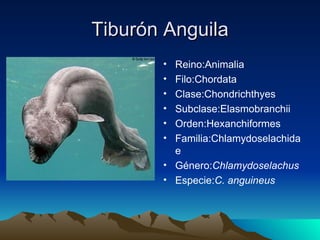 Tiburón Anguila
       • Reino:Animalia
       • Filo:Chordata
       • Clase:Chondrichthyes
       • Subclase:Elasmobranchii
       • Orden:Hexanchiformes
       • Familia:Chlamydoselachida
         e
       • Género:Chlamydoselachus
       • Especie:C. anguineus
 