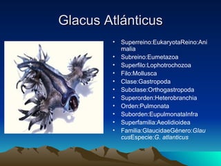 Glacus Atlánticus
        •   Superreino:EukaryotaReino:Ani
            malia
        •   Subreino:Eumetazoa
        •   Superfilo:Lophotrochozoa
        •   Filo:Mollusca
        •   Clase:Gastropoda
        •   Subclase:Orthogastropoda
        •   Superorden:Heterobranchia
        •   Orden:Pulmonata
        •   Suborden:EupulmonataInfra
        •   Superfamilia:Aeolidioidea
        •   Familia:GlaucidaeGénero:Glau
            cusEspecie:G. atlanticus
 