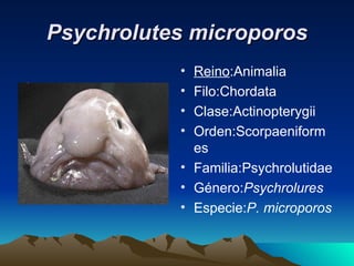Psychrolutes microporos
           • Reino:Animalia
           • Filo:Chordata
           • Clase:Actinopterygii
           • Orden:Scorpaeniform
             es
           • Familia:Psychrolutidae
           • Género:Psychrolures
           • Especie:P. microporos
 