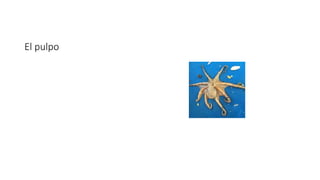 El pulpo
 