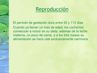 Reproducción
El período de gestación dura entre 92 y 113 días
Cuando ya tienen un mes de edad, los cachorros
comienzan a incluir en su dieta, además de la leche
materna, un poco de carne, y a los tres meses su
alimentación se hace casi exclusivamente carnívora
 