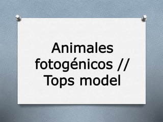 Animales
fotogénicos //
Tops model
 