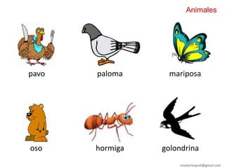 ninatorresprof@gmail.com
pavo paloma
oso hormiga golondrina
mariposa
Animales
 