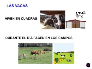 LAS VACAS
VIVEN EN CUADRAS
DURANTE EL DÍA PACEN EN LOS CAMPOS
