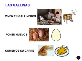 LAS GALLINAS
VIVEN EN GALLINEROS
PONEN HUEVOS
COMEMOS SU CARNE