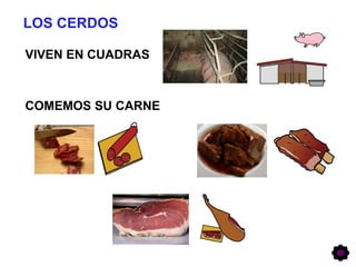 LOS CERDOS
VIVEN EN CUADRAS
COMEMOS SU CARNE