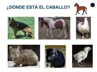 ¿DÓNDE ESTÁ EL CABALLO?