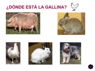 ¿DÓNDE ESTÁ LA GALLINA?