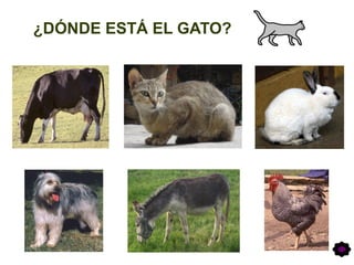¿DÓNDE ESTÁ EL GATO?