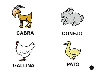 CABRA CONEJO
GALLINA PATO