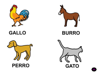 GALLO BURRO
PERRO GATO