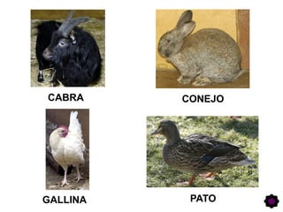 CABRA CONEJO
GALLINA PATO