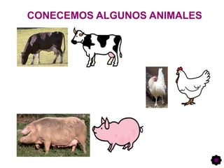 CONECEMOS ALGUNOS ANIMALES