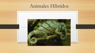 Animales Híbridos
 