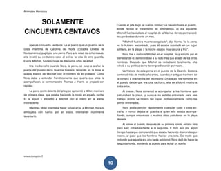Animales Heroicos
www.conquis.cl
10
SOLAMENTE
CINCUENTA CENTAVOS
Apenas cincuenta centavos fue el precio que un guardia de la
costa marítima de Carolina del Norte (Estados Unidos de
Norteamérica) pagó por una perra. Pero a la edad de ocho meses,
ella reveló su verdadero valor al salvar la vida de otro guardia,
Evans Mitchell, fusilero naval de dieciocho años de edad.
Era medianoche cuando Nora, la perra, se puso a arañar la
puerta del puesto de la Guardia Costera, teniendo en la boca el
quepis blanco de Mitchell con el nombre de él grabado. Como
Nora daba a entender frenéticamente que quería que ellos la
acompañasen, el contramaestre Thomas J. Harris se preparó con
rapidez.
La perra corrió delante del jefe y se aproximó a Miller, marinero
de primera clase, que estaba haciendo la ronda en aquella noche.
El la siguió y encontró a Mitchell con el rostro en la arena,
inconsciente.
Mientras Miller intentaba hacer volver en sí a Mitchell, Nora lo
empujaba con fuerza por el brazo, intentando inútilmente
levantarlo.
Cuando el jefe llegó, el cuerpo inmóvil fue llevado hasta el puesto,
donde recibió el tratamiento de emergencia. Al día siguiente
Mitchell fue trasladado al hospital de la Marina, donde permaneció
recuperándose durante un mes.
"Mitchell hubiera muerto congelado", dijo Harris, "si la perra
no lo hubiera encontrado, pues él estaba acostado en un lugar
solitario, en la playa; y la noche estaba muy oscura y fría".
Nora fue a visitar a Mitchell en el hospital, muy solícita por el
bienestar de él, demorándose a su lado más que al lado de los otros
hombres. Después que Mitchel se restableció totalmente, ella
volvió a su política de no tener predilección por nadie.
La historia de esta perra en el puesto de la Guardia Costera
comenzó más de medio año antes, cuando un antiguo marinero se
la compró a una familia del vecindario. Criada por los hombres en
el puesto desde que era una cachorra, ella se aficionó mucho a
todos ellos.
Al crecer, Nora comenzó a acompañar a los hombres que
patrullaban la playa, y aunque no estaba entrenada para ese
trabajo, pronto se mostró tan capaz profesionalmente como los
perros entrenados.
Nora podía percibir rápidamente cualquier ruido o cosa ex-
traña, y nunca dejaba al guardia a quien ella estaba acompa-
ñando, aunque encontrase a muchos otros patrulleros en la playa
desierta.
Al volver al puesto, después de su primera ronda, estaba lista
para salir inmediatamente a la segunda. E hizo eso por algún
tiempo hasta que comprendió que estaba haciendo dos rondas por
noche, al paso que los hombres hacían una sola. De modo que
notando que aquella era una tarea adicional, Nora dejó de hacer la
segunda ronda, volviendo al puesto para echar un sueño.
 