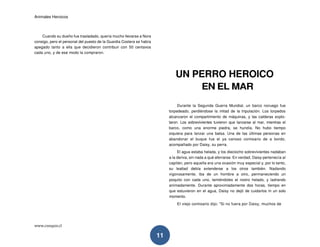 Animales Heroicos
www.conquis.cl
11
Cuando su dueño fue trasladado, quería mucho llevarse a Nora
consigo, pero el personal del puesto de la Guardia Costera se había
apegado tanto a ella que decidieron contribuir con 50 centavos
cada uno, y de ese modo la compraron.
UN PERRO HEROICO
EN EL MAR
Durante la Segunda Guerra Mundial, un barco noruego fue
torpedeado, perdiéndose la mitad de la tripulación. Los torpedos
alcanzaron el compartimiento de máquinas, y las calderas explo-
taron. Los sobrevivientes tuvieron que lanzarse al mar, mientras el
barco, como una enorme piedra, se hundía. No hubo tiempo
siquiera para lanzar una balsa. Una de las últimas personas en
abandonar el buque fue el ya canoso comisario de a bordo,
acompañado por Daisy, su perra.
El agua estaba helada, y los dieciocho sobrevivientes nadaban
a la deriva, sin nada a qué aferrarse. En verdad, Daisy pertenecía al
capitán, pero aquella era una ocasión muy especial y, por lo tanto,
su lealtad debía extenderse a los otros también. Nadando
vigorosamente, iba de un hombre a otro, permaneciendo un
poquito con cada uno, lamiéndoles el rostro helado, y ladrando
animadamente. Durante aproximadamente dos horas, tiempo en
que estuvieron en el agua, Daisy no dejó de cuidarlos m un solo
momento.
El viejo comisario dijo: "Si no fuera por Daisy, muchos de
 
