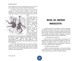 Animales Heroicos
www.conquis.cl
20
tal vez sabiendo muy bien, por experiencia propia, que al final él
sería recompensado por soportar mansamente aquel juego.
"Finalmente, un infeliz mono se deslizó por el tronco del árbol,
pasando sin ceremonia sobre la cabeza y lomos de sus
compañeros, con la evidente intención de ocupar el lugar de
aquél que se hallaba en el lugar más peligroso, bien cerca del
agua.
"Todo aquel bando de
monos gritó y chilló lo
más alto posible, y el
cocodrilo, sin dar
ninguna señal de impa-
ciencia, simplemente
abrió más la boca. El
mono casi había
alcanzado el punto
extremo, cuando de
repente dio un paso en
falso, perdió el
equilibrio y fue a parar
a la boca del cocodrilo.
No hubo siquiera un
grito de agonía, y la infeliz criatura fue arrastrada bajo el agua. El
cocodrilo y su 'almuerzo' desaparecieron rápidamente. Los monos,
con terrible rapidez, corrieron hacia arriba del árbol,
transformándose su alegría en gritos dolorosos. Y allí
permanecieron, retorciendo sus manos y lamentando la triste suerte
de su compañero.
De ese modo, aquel pobre mono tuvo un triste fin por haber
cultivado un mal hábito. Existen otros "animales" que disfrutan
viendo cuan cerca del peligro pueden llegar sin que les suceda
ningún mal. Pero los niños y niñas inteligentes refrenan sus deseos
y evitan las malas consecuencias.
BUD, EL MONO
MASCOTA
La primera vez que lo vi era apenas un monito muy asustado,
que estaba en el fondo de un bote a remos, de esos inmundos botes
que los nativos usan para ir al encuentro de todos los barcos que
llegan al puerto. En ese bote, dos árabes estaban intentando vender
a los soldados australianos baratijas, curiosidades y dulces de
apariencia dudosa. De repente, uno de los soldados gritó:
— ¿Y ese monito ahí, cuánto vale?
Pronto el monito, con el precio fijado, fue levantado por un
árabe juguetón para que los posibles compradores lo vieran mejor.
Entonces, los soldados, arriba, en la cubierta del barco, co-
menzaron a regatear para que los árabes bajasen el precio del
mono. Luego, desde allí arriba, alguien gritó:
— ¡Pongan el monito en un cesto!
Y allá fue el cesto de bambú atado a una cuerda que habían
arrojado del barco. Así, el amedrentado monito pasó a las manos
de sus nuevos dueños y comenzó una vida de aventuras.
 