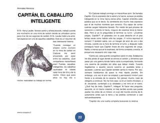 Animales Heroicos
www.conquis.cl
22
CAPITÁN, EL CABALLITO
INTELIGENTE
El Sr. Harry Lauder, famoso cantor y artista escocés, trabajó cuando
era muchacho en una mina de carbón donde se utilizaban ponis
para tirar de los vagones de carbón. El Sr. Lauder trabó una amis-
tad especial con uno de aquellos caballitos. Este es un resumen de
esa interesante historia:
"Cuando conseguí un
empleo como cochero
en la mina de carbón en
Cadzow me sentí
encantado por estar
entre los caballos. ¡Qué
compañeros maravillosos
eran! Fuertes, resueltos,
inteligentes, los caballitos
cautivaban mi interés
cada hora del día y de la
noche. Claro que para
ellos no hay día o
noche; realizaban su trabajo en turnos.
"En Cadzow trabajó conmigo un maravilloso poni. Se llamaba
Capitán. Era la expresión de la salud y la fuerza, aunque ya estaba
trabajando en la mina hacía varios años. Capitán entendía cada
palabra que se le decía. Su semblante era mucho más expresivo
que el de muchos hombres que conozco. Era capaz de contar
cuántas cargas habíamos llevado. Por medio de qué proceso de
raciocinio o instinto lo hacía, ninguno de nosotros tenía la menor
idea. Pero si yo le preguntaba al terminar su turno: '¿Cuántas
cargas, Capitán?', él golpeaba con la pata derecha en el piso
tantas veces como habían sido las cargas. ¡Y nunca equivocó el
número! Y también sabía, con un margen de error de uno o dos
minutos, cuándo era la hora de terminar el turno, y después nadie
conseguía hacer que Capitán tirase de otra vagoneta de carga.
Nadie, a menos que se le explicase, de forma completa y exacta, el
porqué era necesario otro viaje más.
"Cierta vez, este querido compañero salvó mi vida. Estábamos
los dos yendo al lugar donde se extraía el carbón, y teníamos que
pasar por una galería donde había caído la empalizada, formando
una caverna de paredes tan altas que daban miedo. Cuando
llegábamos a aquella oscura caverna yo quedaba tenso y
asustado, y pienso que Capitán también sentía lo mismo. Por eso,
siempre tratábamos de pasar lo más rápido posible. Sin
embargo, una vez el poni se empacó y permaneció inmóvil justo
frente a la entrada de la caverna. Sin pensar mucho, traté de
obligarlo a continuar. No me hizo caso. Le di un fuerte chicotazo, y
él, reculando, contempló a su alrededor y me miró en el rostro.
'¿Qué hay de malo, Capitán?', indagué. Al hacer esa pregunta,
escuché, en el mismo instante, el más terrible sonido que puede
asaltar los oídos de un minero: el crujir del mundo encima de él,
justamente antes que la tierra y las piedras comiencen a caer
estruendosamente.
"Capitán dio una vuelta completa buscando la relativa
para ellos no hay d
 