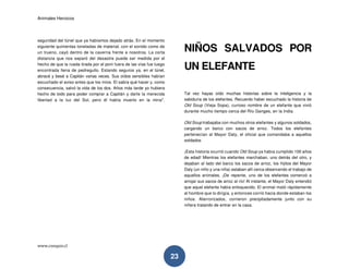 Animales Heroicos
www.conquis.cl
23
seguridad del túnel que ya habíamos dejado atrás. En el momento
siguiente quinientas toneladas de material, con el sonido como de
un trueno, cayó dentro de la caverna frente a nosotros. La corta
distancia que nos separó del desastre puede ser medida por el
hecho de que la rueda tirada por el poni fuera de las vías fue luego
encontrada llena de pedregullo. Estando seguros ya, en el túnel,
abracé y besé a Capitán varias veces. Sus oídos sensibles habían
escuchado el aviso antes que los míos. El sabía qué hacer y, como
consecuencia, salvó la vida de los dos. Años más tarde yo hubiera
hecho de todo para poder comprar a Capitán y darle la merecida
libertad a la luz del Sol, pero él había muerto en la mina".
NIÑOS SALVADOS POR
UN ELEFANTE
Tal vez hayas oído muchas historias sobre la inteligencia y la
sabiduría de los elefantes. Recuerdo haber escuchado la historia de
Old Soup (Vieja Sopa), curioso nombre de un elefante que vivió
durante mucho tiempo cerca del Río Ganges, en la India.
Old Soup trabajaba con muchos otros elefantes y algunos soldados,
cargando un barco con sacos de arroz. Todos los elefantes
pertenecían al Mayor Daly, el oficial que comandaba a aquellos
soldados
¡Esta historia ocurrió cuando Old Soup ya había cumplido 100 años
de edad! Mientras los elefantes marchaban, uno detrás del otro, y
dejaban al lado del barco los sacos de arroz, los hijitos del Mayor
Daly (un niño y una niña) estaban allí cerca observando el trabajo de
aquellos animales. ¡De repente, uno de los elefantes comenzó a
arrojar sus sacos de arroz al río! Al instante, el Mayor Daly entendió
que aquel elefante había enloquecido. El animal mató rápidamente
al hombre que lo dirigía, y entonces corrió hacia donde estaban los
niños. Aterrorizados, corrieron precipitadamente junto con su
niñera tratando de entrar en la casa.
 