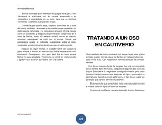 Animales Heroicos
www.conquis.cl
49
Bolívar mostraba gran interés en los juegos de la gata, y con
frecuencia la acariciaba con su trompa, levantando a su
compañera y colocándola en su lomo, para que se divirtiera
mordiendo y arañando sus grandes orejas.
Cuando la gata quería bajar, se ponía bien cerca de la orilla
del lomo y maullaba, y entonces la formidable trompa, parecida a un
dedo gigante, la tomaba y la colocaba en el suelo. Un día, la gata
sufrió un accidente, y después de permanecer varias horas en el
lomo de Bolívar, murió. El elefante extrañó mucho su silencio;
entonces, preocupado, la tomó con la trompa. Viendo que
permanecía quieta, la colocaba nuevamente sobre el lomo,
retirándola a cada momento de allí para ver si había revivido.
Después de algún tiempo, el cuidador retiró con cuidado la
gatita muerta. Y Bolívar, al descubrir que había desaparecido, casi
enloqueció. Consiguieron otra gata, pero fue en vano porque
Bolívar no quiso aceptarla. Finalmente, se volvió tan malhumorado
y agresivo que tuvieron que atarlo con una cadena
TRATANDO A UN OSO
EN CAUTIVERIO
Como resultado de vivir en cautiverio, los leones, tigres, osos y otros
animales quedan con las uñas y los dientes en malas condiciones.
Esto afirma el Sr. Cari Hagenbeck, famoso domador de animales
salvajes.
Uno de sus mayores tigres de bengala fue una vez acometido
por un terrible dolor de muelas. Después de algunos días, la muela
supuró. Entonces el Sr. Hagenbeck consiguió extraerla, pero cinco
hombres fuertes tuvieron que asegurar al tigre y persuadirlo a
abrir la boca. Cuando la muela saltó fuera, el tigre dio un rugido tan
pavoroso que pareció derribar el pabellón.
El domador dijo que jamás había visto una criatura tan sensible
e irritable como un tigre con dolor de muelas.
Un enorme oso blanco, que ese domador tuvo en Hamburgo
 