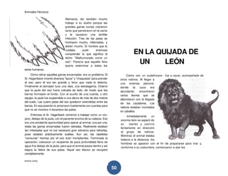 Animales Heroicos
www.conquis.cl
50
Alemania, dio también mucho
trabajo a su dueño porque las
grandes garras curvas crecieron
tanto que penetraron en la carne
y le causaron una terrible
infección. Tres de las patas se
hincharon mucho, inflamadas, y
dolían mucho. El hombre que lo
cuidaba pudo entonces
comprender lo que significa el
dicho: "Malhumorado como un
oso". Parecía que aquella fiera
quería exterminar a todos los
seres humanos.
Cómo retirar aquellas garras encarnadas, era un problema. El
Sr. Hagenbeck inventó diversos "lazos" y "chaquetas" para prender
al oso, pero él era tan grande y feroz que nada lo detenía.
Finalmente el domador tuvo una idea, una estratagema. Ordenó
que la jaula del oso fuera volcada de lado, de modo que las
barras formasen el fondo. Con el auxilio de una cuerda, y otro
equipo, la jaula fue suspendida a una altura de más de dos metros
del suelo. Las cuatro patas del oso quedaron extendidas entre las
barras. En esa posición lo amarraron fuertemente con cuerdas para
que no se moviera ni levantara las patas.
Entonces el Sr. Hagenbeck comenzó a trabajar como un ciru-
jano, debajo de la jaula, con el paciente encima de su cabeza. Eso
era una excelente oportunidad para operar al animal; una por una,
todas las garras encarnadas fueron retiradas. Realmente estaban
tan infectadas que no fue necesario gran esfuerzo para retirarlas,
pues estaban prácticamente sueltas. Aun así, las repetidas
"censuras" hechas por el oso eran horripilantes. Terminada la
operación, colocaron un recipiente de poca profundidad lleno de
agua fría debajo de la jaula, para que el animal pisara dentro y así
bajara la fiebre de sus patas. Aquel oso blanco se recuperó
completamente.
EN LA QUIJADA DE
UN LEÓN
Cierta vez un sudafricano fue a cazar, acompañado de
otros nativos. Al llegar a
una extensa planicie,
donde la caza era
abundante, encontraron
varios leones que se
alborotaron con la llegada
de los cazadores. Los
nativos estaban montados
en caballos.
Inmediatamente un
enorme león se separó de
su bando y caminó
lentamente en dirección
al grupo de nativos.
Mientras el animal estaba
todavía a la distancia, los
hombres se apearon con el fin de prepararse para tirar y,
conforme a su costumbre, comenzaron a atar los
 