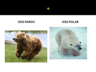 OSO PARDO   OSO POLAR
 