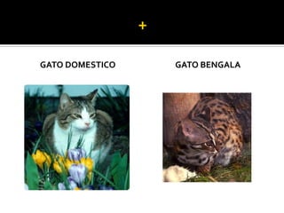 GATO DOMESTICO   GATO BENGALA
 