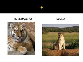 TIGRE (MACHO)   LEONA
 