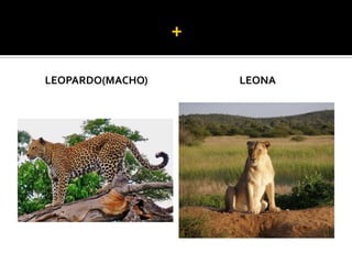 LEOPARDO(MACHO)   LEONA
 