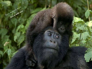 Animales increíbles.