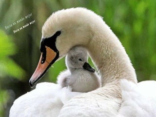 Animales increíbles.